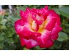 Floribunda Roses